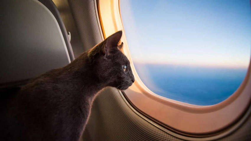 Самолет в Судане вернули в аэропорт из-за агрессивного кота Самолет в Судане вернули в аэропорт из-за агрессивного кота