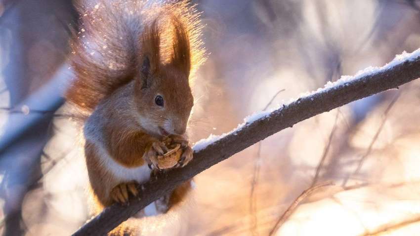  Снегопады и морозы до -23 градусов: синоптики прогнозируют погоду на декабрь