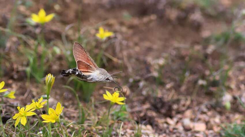 На Днепропетровщине заметили бабочку-колибри На Днепропетровщине заметили бабочку-колибри
