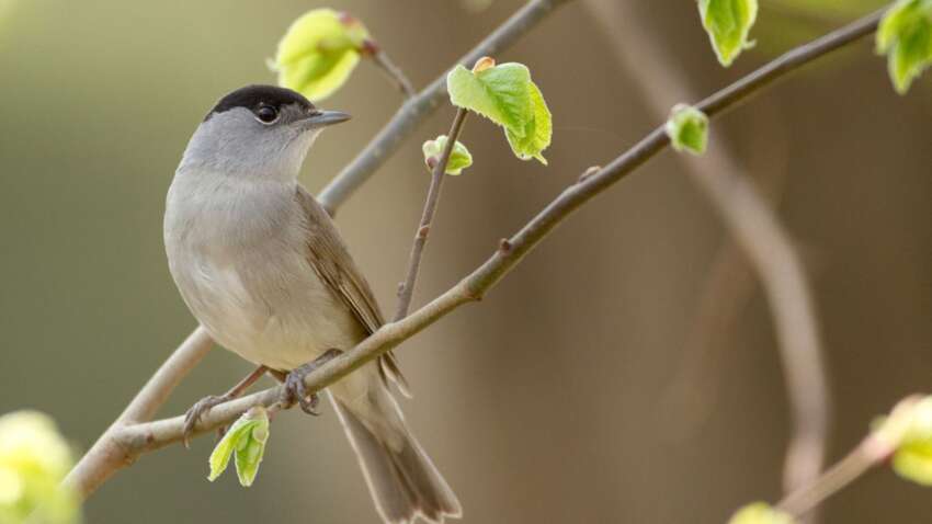 Світлий четвер і Великдень мертвих: чи можна йти на цвинтар, що не можна робити