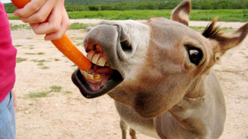 Чи існують продукти, від яких худнуть: що кажуть вчені про “негативні калорії” Чи існують продукти, від яких худнуть: що кажуть вчені про “негативні калорії”