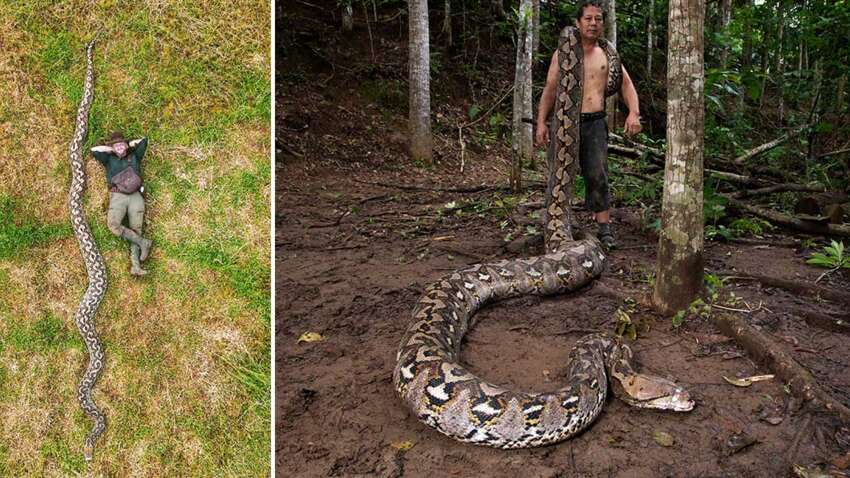 Самая длинная змея в мире: гигантский питон из Индонезии попал в Книгу рекордов Гиннеса (ФОТО) Самая длинная змея в мире: гигантский питон из Индонезии попал в Книгу рекордов Гиннеса (ФОТО)