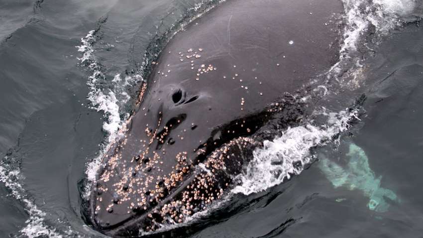 Українські вчені досліджували поведінку китів в океані (ФОТО) Українські вчені досліджували поведінку китів в океані (ФОТО)
