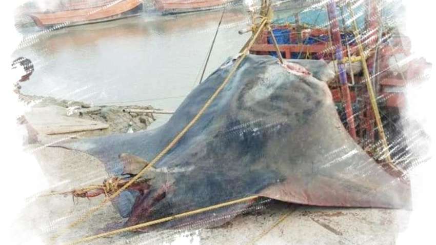 В Індійському океані виловили гігантського ската - ФОТО В Індійському океані виловили гігантського ската - ФОТО