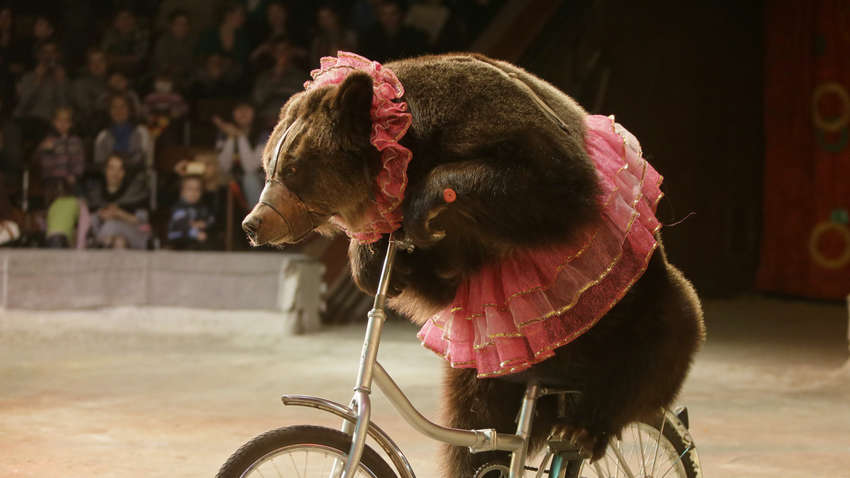 "Циркові звірі отримають свободу", - Міненергетики 