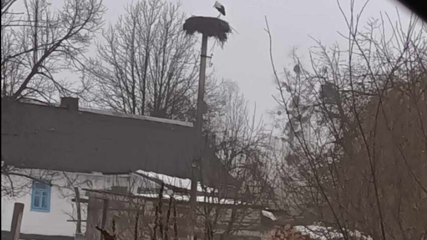 Уже сидит в гнезде: в Украине зафиксировали первый аист - как он выживет в мороз