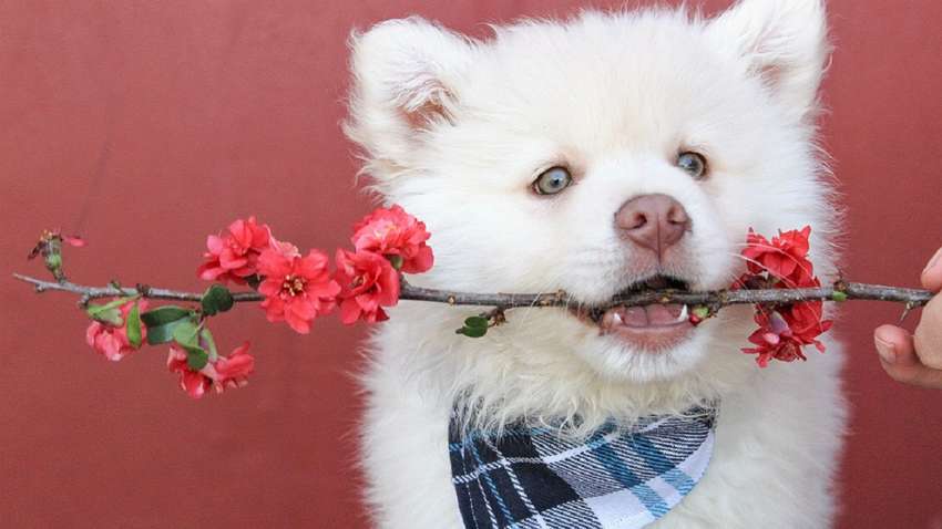 Закон про захист тварин набув чинності: що він передбачає Закон про захист тварин набув чинності: що він передбачає