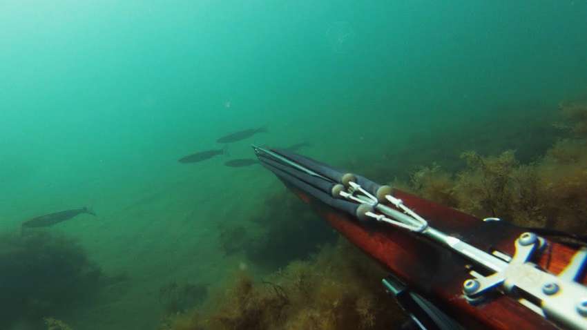 Обираємо арбалет для підводного полювання: головні критерії