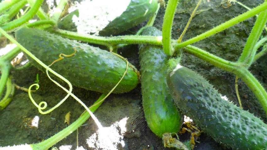 Як вдвічі збільшити врожай огірків: секрети городників