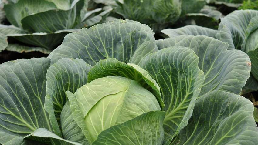 В Украине снова растут цены: какой овощ рекордно подорожал