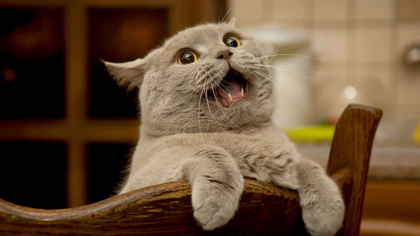 Коварный кот обезвредил польских полицейских (ВИДЕО)