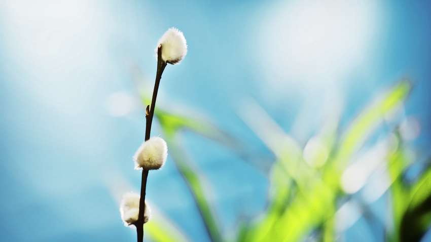 Погода на 29 марта: в какие области Украины придет сильное потепление Погода на 29 марта: в какие области Украины придет сильное потепление