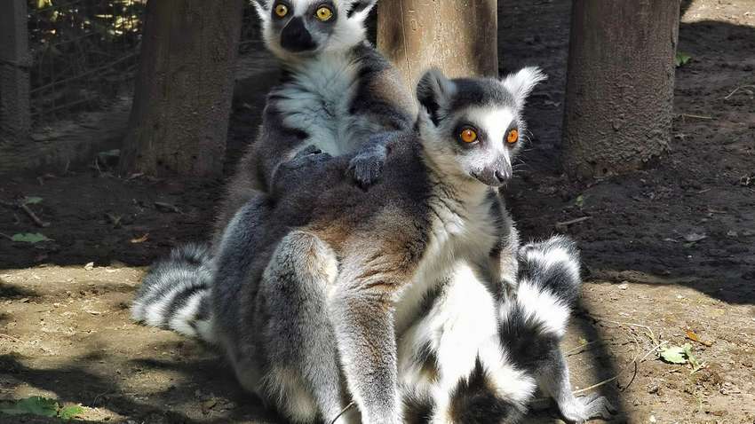 Зоопарк в Ровно приютил эвакуированных животных из других областей: какая там ситуация