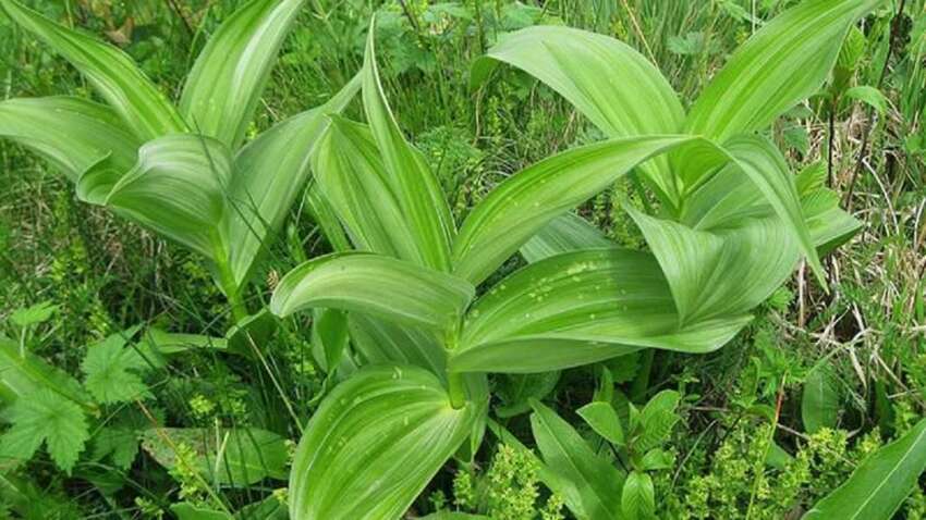 Трагедия во Львове: известный врач умер от отравления травой с рынка