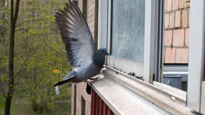 Голуби більше не сядуть на ваш балкон: один колір змушує їх тікати назавжди