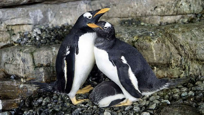 Пингвины-геи украли яйцо у пары пингвинов-лесбиянок в последней попытке стать отцами 
