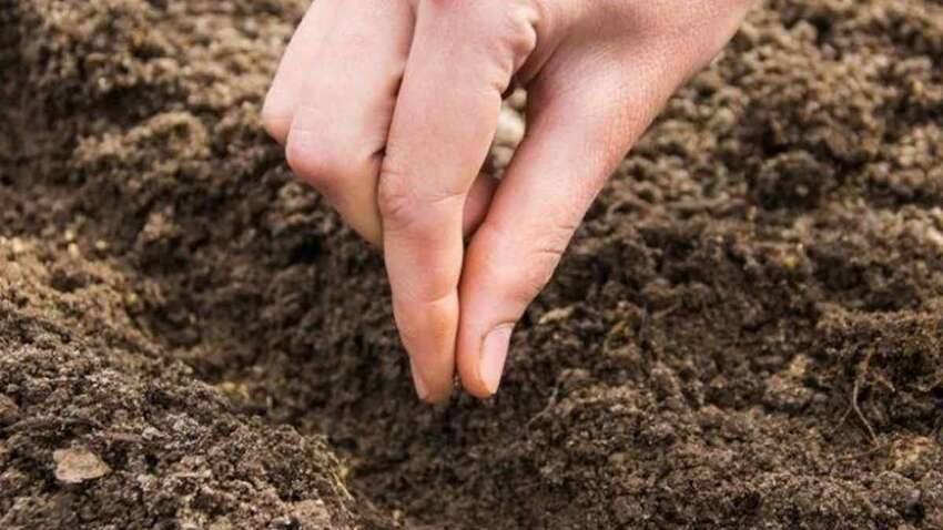 Когда лучше всего высевать морковь в открытую почву весной 2025 года Когда лучше всего высевать морковь в открытую почву весной 2025 года