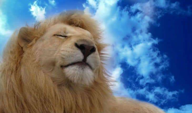Самозакохані Леви: плюси, мінуси та особливості характеру цього знака Зодіаку