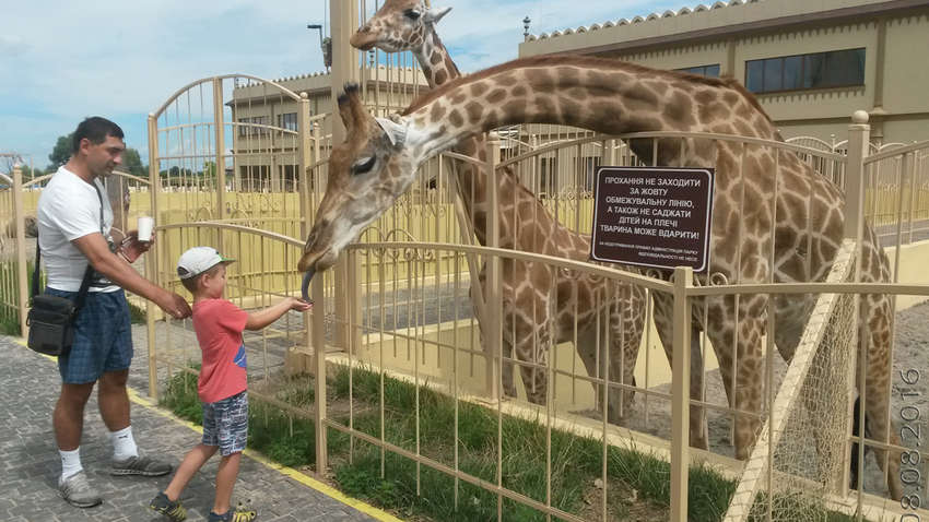 Близькі до трагедії: яка зараз ситуація в київському зоопарку "12 місяців"