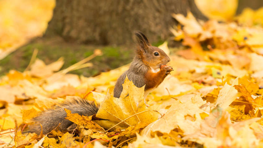 Осень приготовила несколько неожиданное: как изменится погода в ближайшие дни Осень приготовила несколько неожиданное: как изменится погода в ближайшие дни