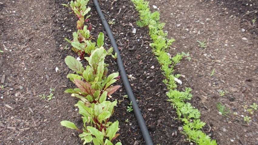 Посіяв — і вже росте: ці овочі дають врожай без розсади вже за кілька тижнів