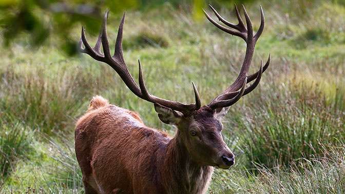 Олень "займався коханням" зі статуєю самки, поки у неї не відпала голова
