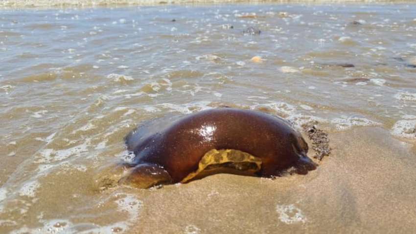 На узбережжя австралійського курортного міста з океану винесло загадкову істоту: як вона виглядає (ФОТО)