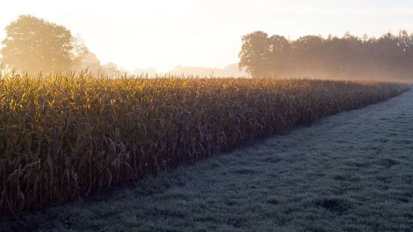 Грибок і токсини: туман по всій Україні поставив під загрозу збір урожаю кукурудзи 