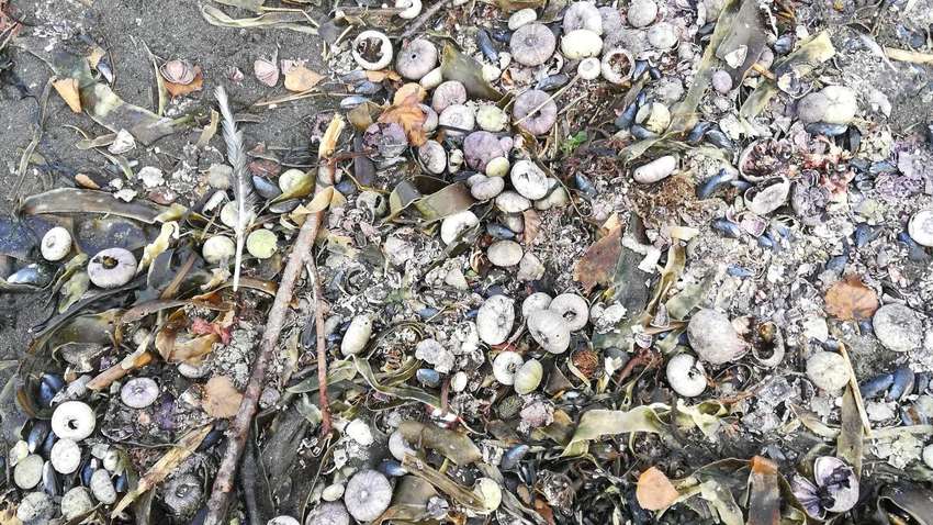 Екологічна катастрофа на Камчатці: вчені повідомили про загибель 95% мешканців морського дна