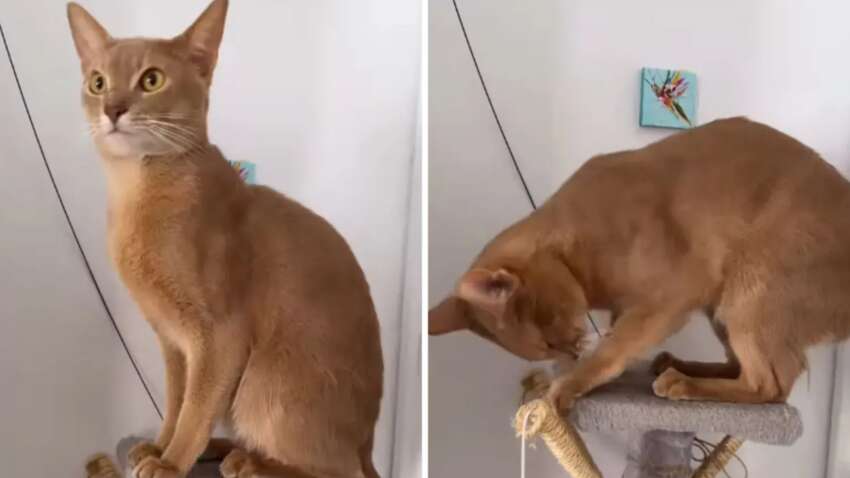 Женщина оставила кота на месяц маме: она едва узнала его после возвращения (ВИДЕО)