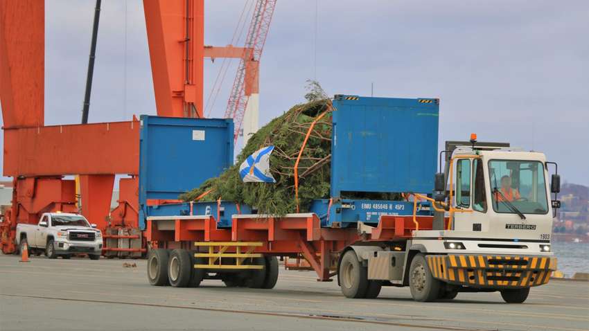 Вековая традиция: из Канады отправили рождественскую ель жителям Бостона