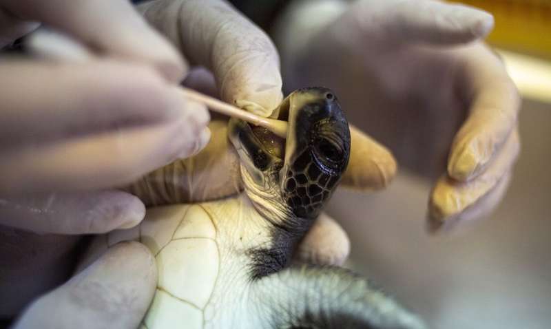 В Израиле черепах кормят майонезом - в чем причина (Фото)