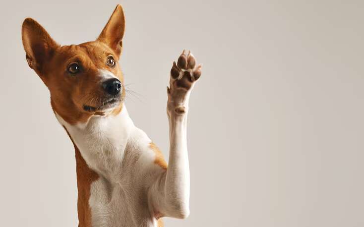 Почему собака кладет лапу вам на колено или руку: что хочет сказать ваш питомец Почему собака кладет лапу вам на колено или руку: что хочет сказать ваш питомец