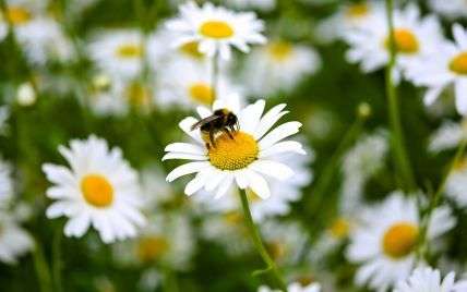 Календар урочистостей 24 травня: що святкує світ сьогодні Календар урочистостей 24 травня: що святкує світ сьогодні