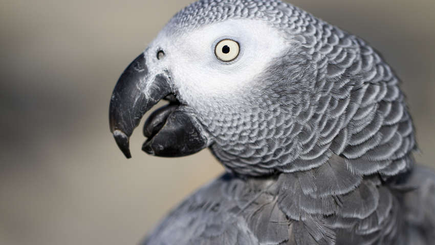 Попугаи  зоопарке Британии жестко материли посетителей: птиц пришлось отселить 