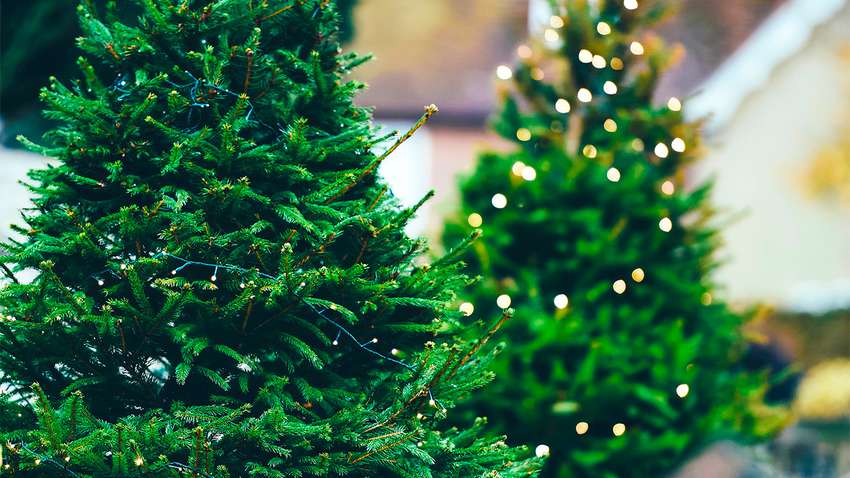 Как выбрать самую лучшую елку на новогодние праздники