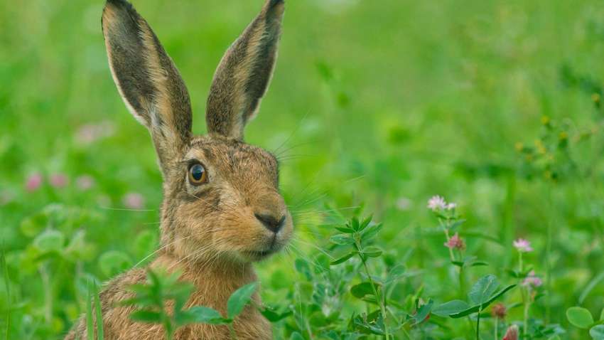 Вісім порад, які допоможуть повернутися з полювання на зайця не з порожніми руками