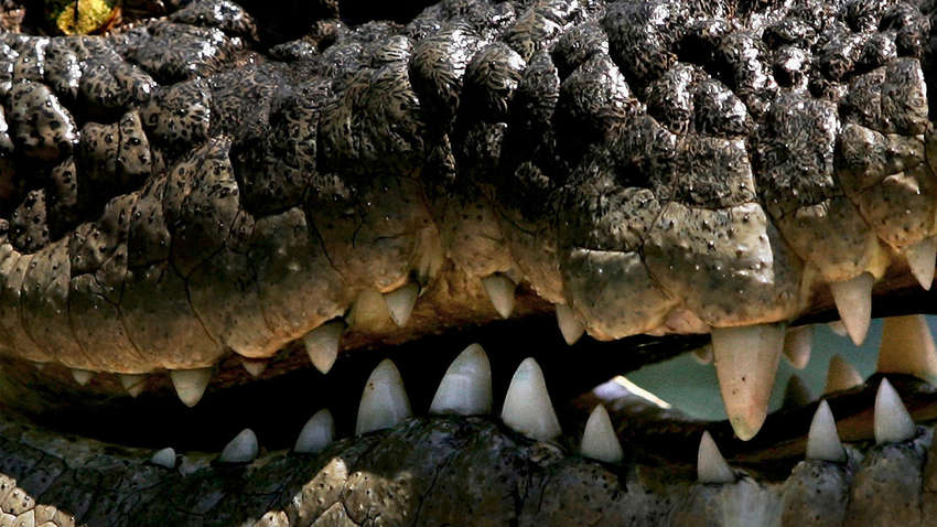 Не побоявся і переміг: підліток узяв гору в сутичці з алігатором