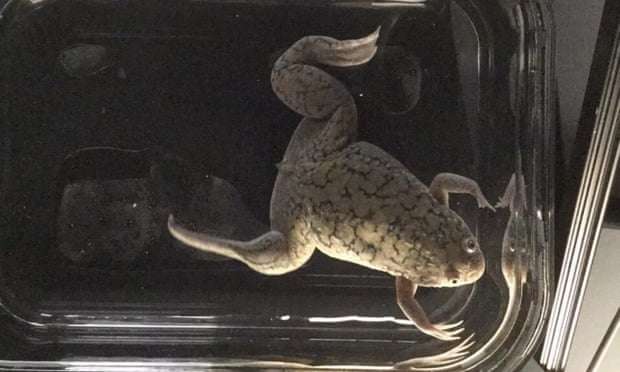 Американские ученые помогли лягушке регенерировать потерянную конечность Американские ученые помогли лягушке регенерировать потерянную конечность