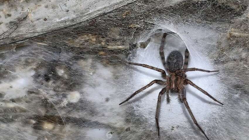 Настоящий ужас арахнофобов: где нашли самую большую в мире паутину Настоящий ужас арахнофобов: где нашли самую большую в мире паутину