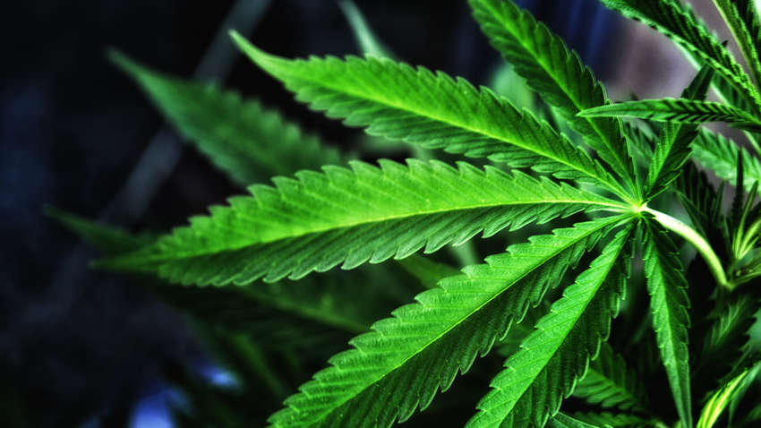 в калифорнии легализуют марихуану