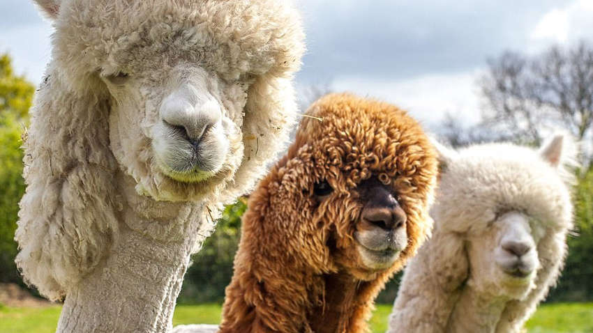 Пенсіонерів на карантині в Нідерландах розважають альпаки