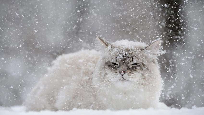 К Украине приближается снежный циклон из Европы