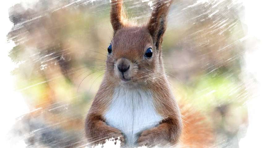 У США виявили бубонну чуму