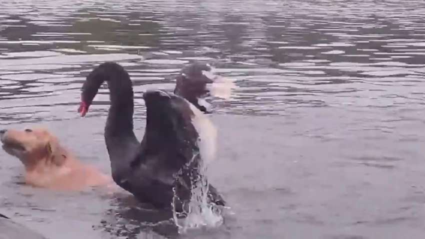 В Китае разъяренный лебедь едва не утопил в озере пса
