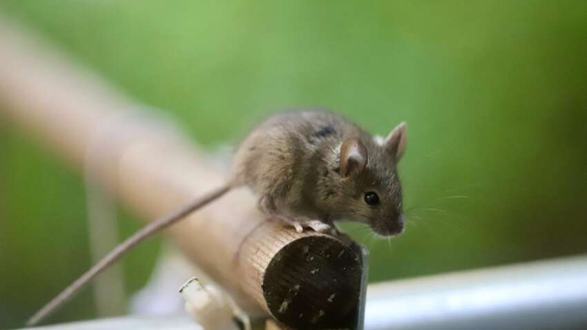 Миші тікають за 3 хвилини: дачники назвали простий трюк без хімії, який працює весь сезон