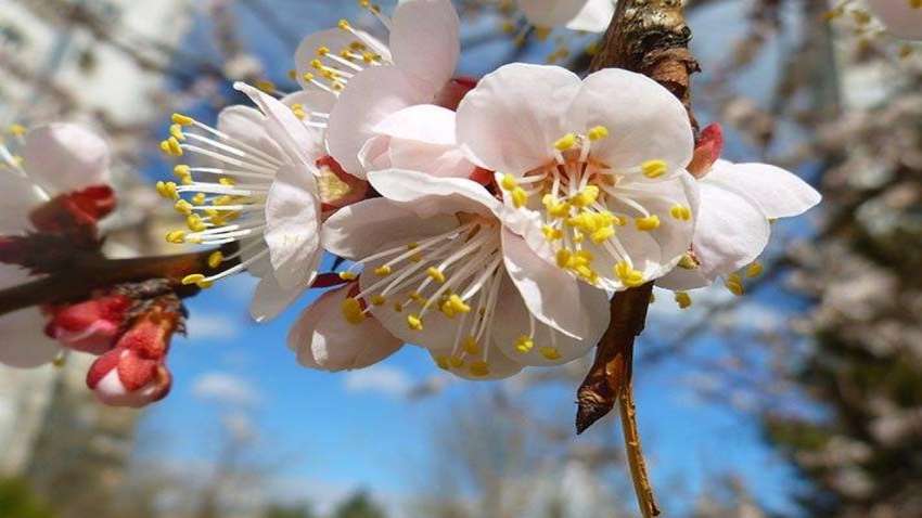 Станет ли 15 апреля самым теплым днем в Украине: прогноз синоптика