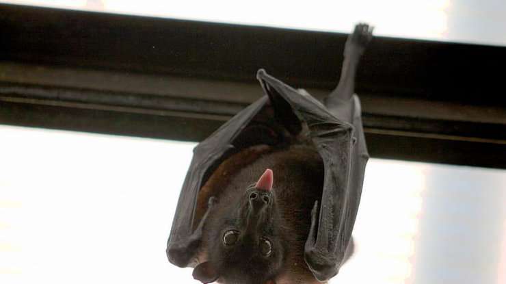 В Австралии умирают летучие мыши