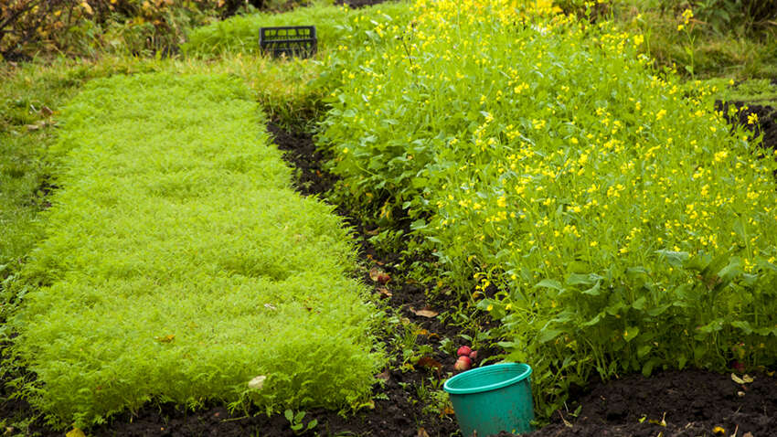 Грядки плодоносят без удобрений: что обязательно посеять ранней весной, чтобы урожай вырос в разы
