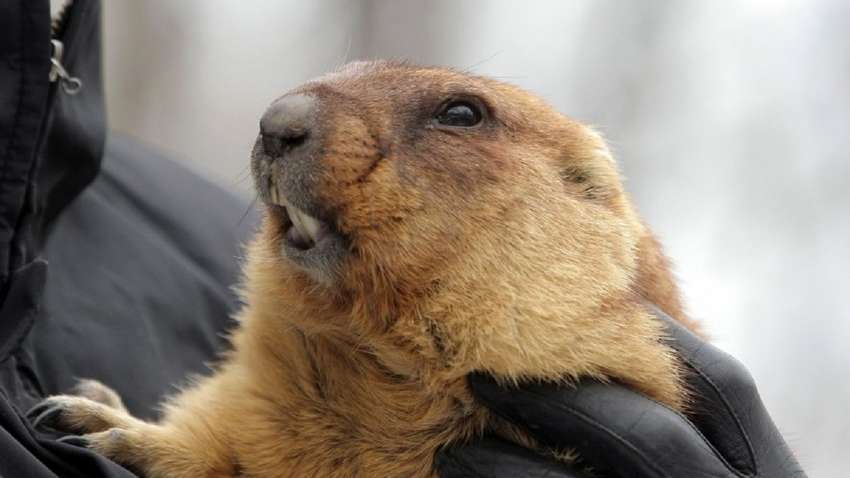 Какой будет весна-2021: сурок Тимка «сделал» свой прогноз Какой будет весна-2021: сурок Тимка «сделал» свой прогноз